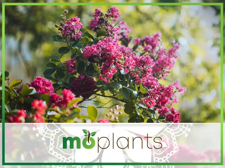 All You Need To Know About Crepe Myrtles