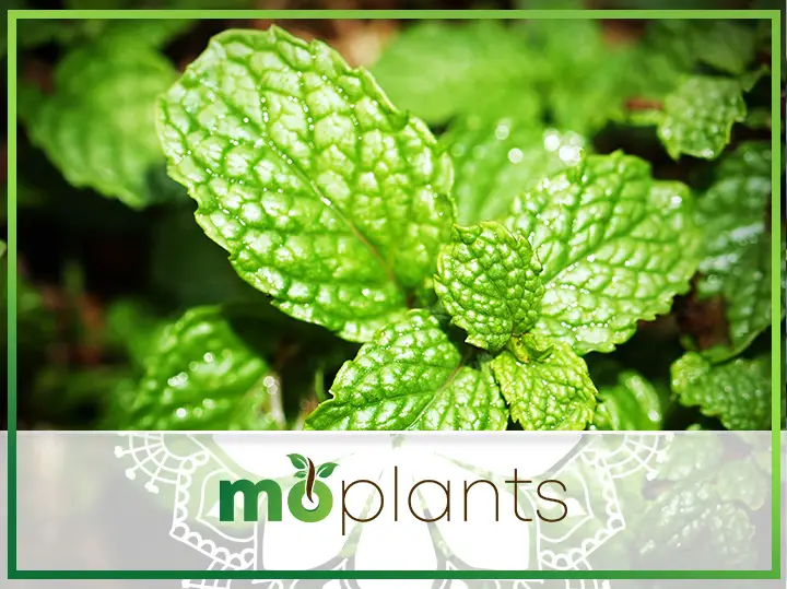 Mint Leaf Damage: What Causes It & How To Fix It