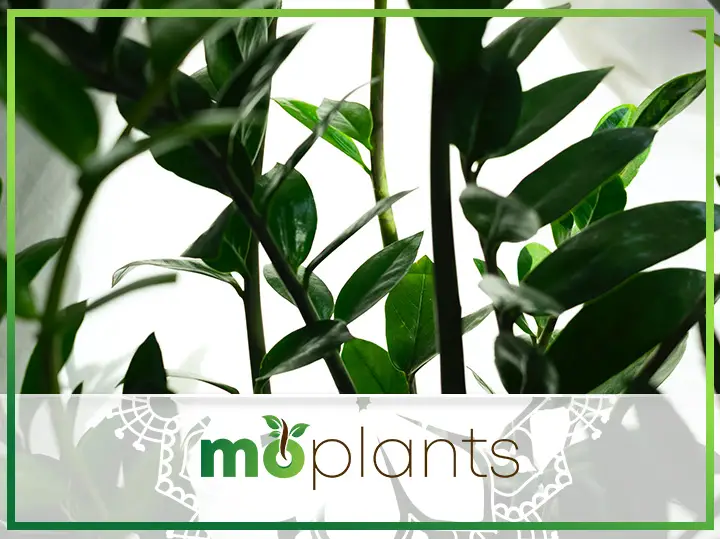 How to Grow & Take Care of ZZ Plant – An Easy To Follow Guide