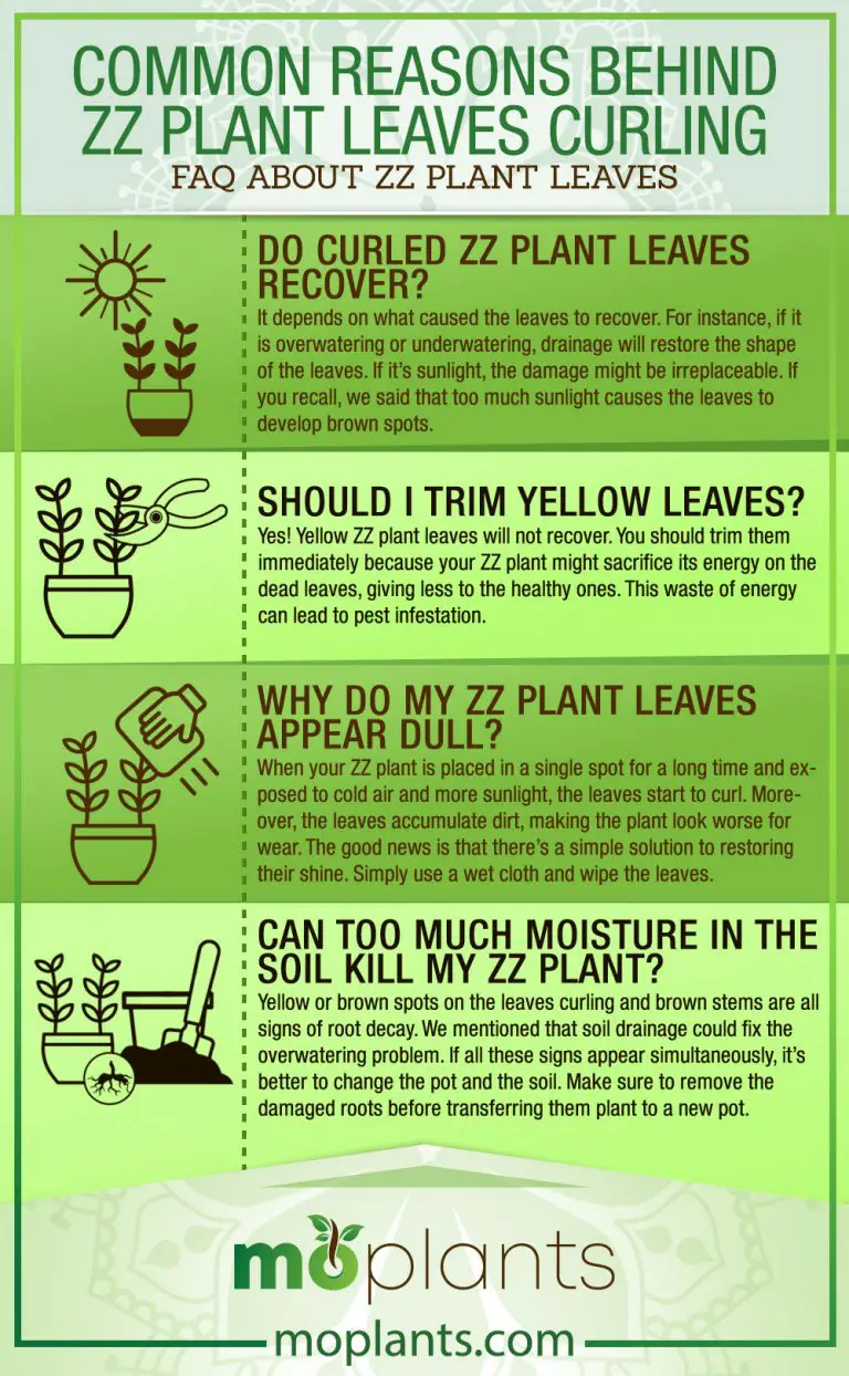 Why Do ZZ Plant Leaves Curl?