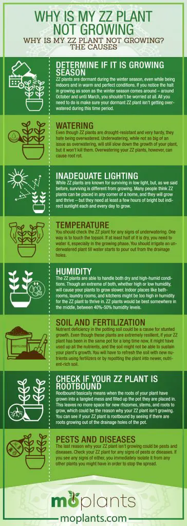 Here’s how you can make your ZZ plant grow!