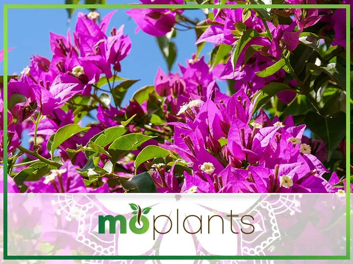 Why is Your Bougainvillea Dropping Leaves & How Can You Save It?