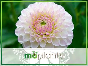 How To Prevent Dahlia Leaves From Dropping