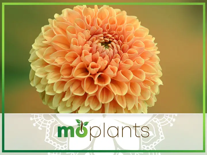 Dahlia Leaves Turning Yellow: Causes And Solutions