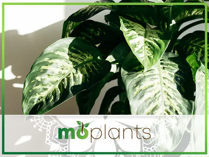 Dieffenbachia Leaves Turning Yellow: Causes and Treatments