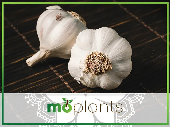 How to Grow & Take Care of Garlic – Step By Step Guide