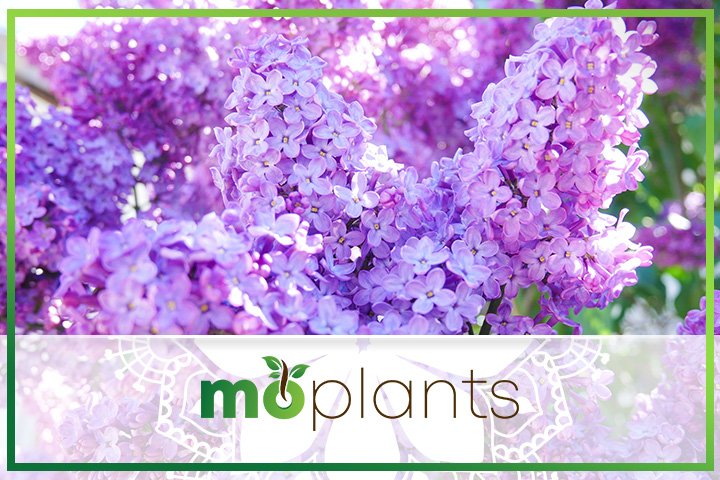 Reasons why your lilacs are not blooming