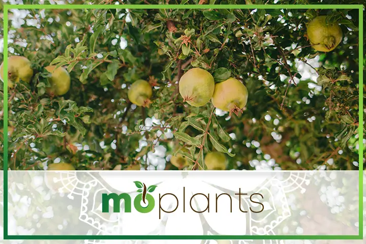 Pomegranate leaves turning yellow