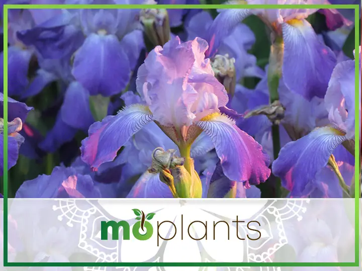 Iris Growing Guide: All You Need to Know