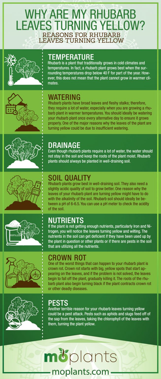 Yellowing Rhubarb Leaves: The Reasons
