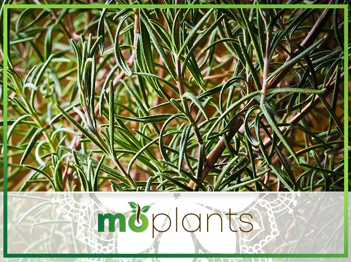 What Causes Rosemary Leaves To Turn Brown?