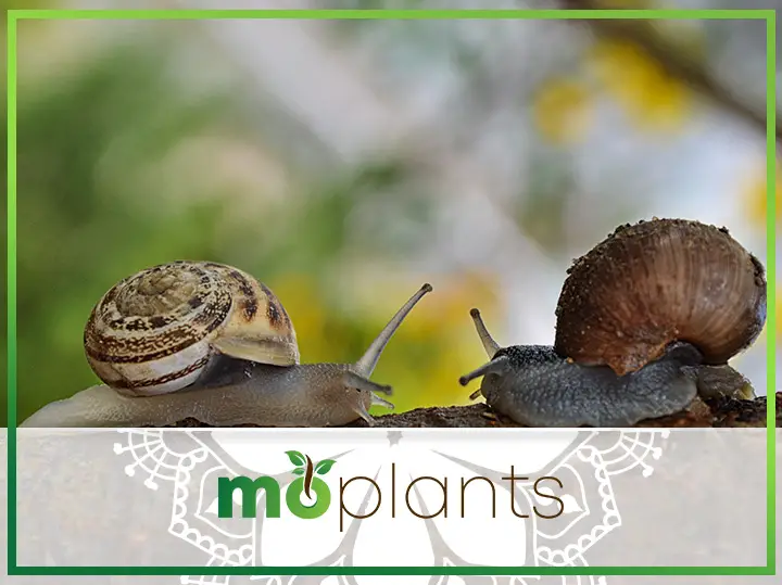 Does Neem Oil Kill Snails or Slugs?