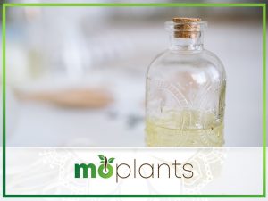 How long does neem oil last?
