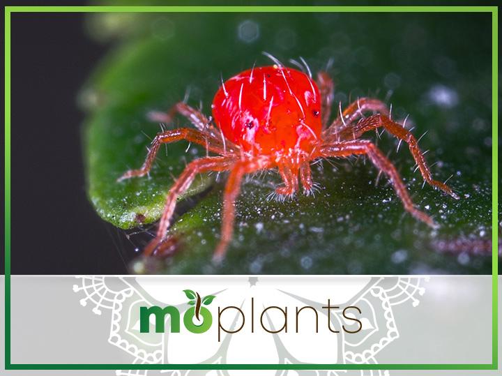 Using Neem Oil to Kill Spider Mites